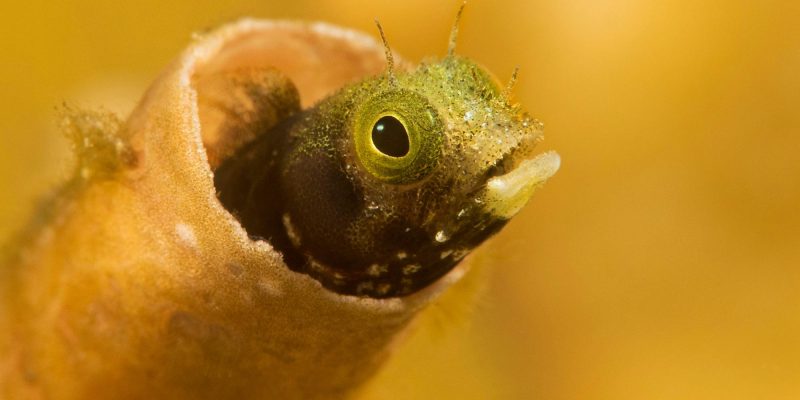 Blenny fish