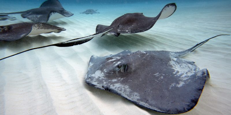 stingrays off Costambar beach