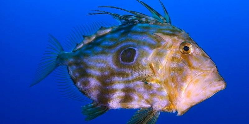 Dory fish Costambar