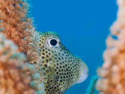 Close up view of Trunkfish in Costambar
